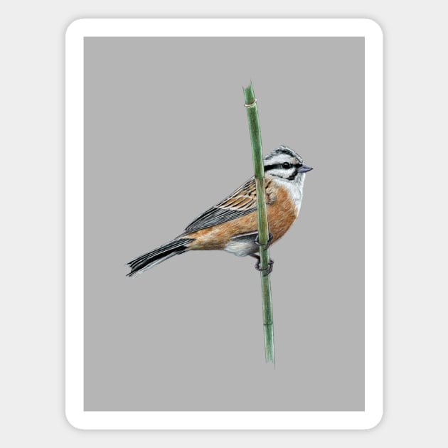 Rock bunting Magnet by Mikhail Vedernikov